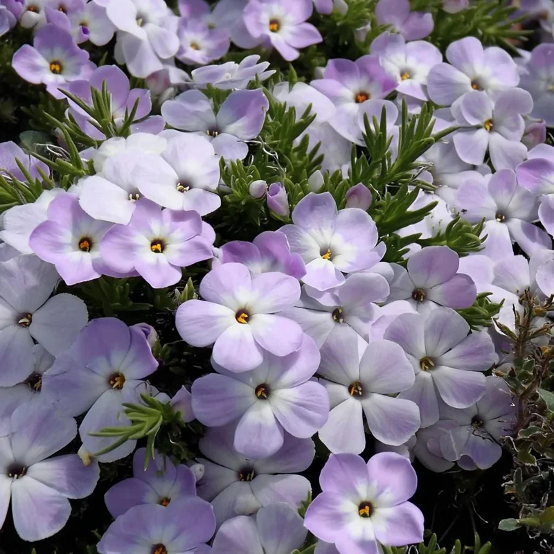 Mountain Phlox Seeds – Linanthus grandiflorus 500 Seeds – Hardy Low-Growing Blooms – Outdoor Annual - Image 1