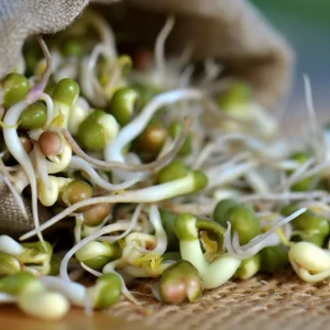 Mung Bean Sprouting Seeds - 500 Count, Easy-to-Grow, Nutritious - Image 2