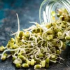 Mung Bean Sprouting Seeds - 500 Count, Easy-to-Grow, Nutritious - Image 1