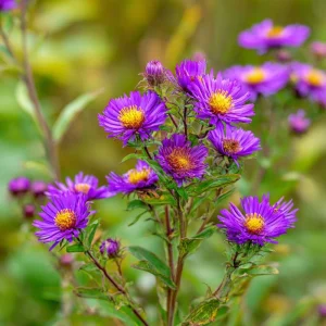 New England Aster Seeds – 300 Count – Vibrant Purple Blooms – Pollinator Friendly Perennial - Image 2