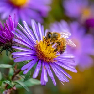 New England Aster Seeds – 300 Count – Vibrant Purple Blooms – Pollinator Friendly Perennial - Image 3