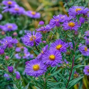 New England Aster Seeds – 300 Count – Vibrant Purple Blooms – Pollinator Friendly Perennial - Image 4