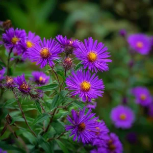 New England Aster Seeds – 300 Count – Vibrant Purple Blooms – Pollinator Friendly Perennial - Image 5