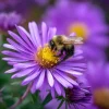 New England Aster Seeds – 300 Count – Vibrant Purple Blooms – Pollinator Friendly Perennial - Image 1
