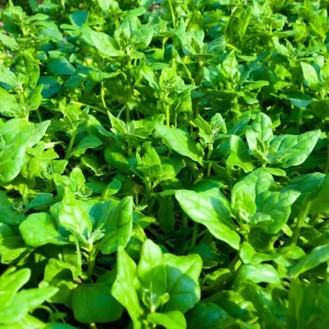 New Zealand Spinach Seeds – 50 Count – Heat-Tolerant Vegetable Seeds - Image 2