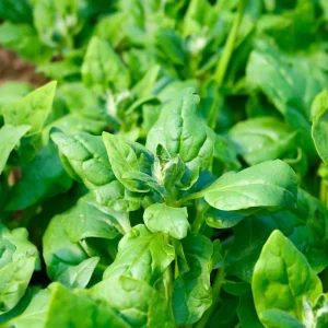 New Zealand Spinach Seeds – 50 Count – Heat-Tolerant Vegetable Seeds - Image 3