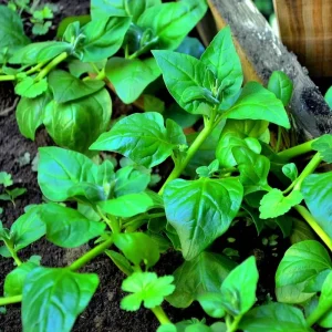 New Zealand Spinach Seeds – 50 Count – Heat-Tolerant Vegetable Seeds - Image 4