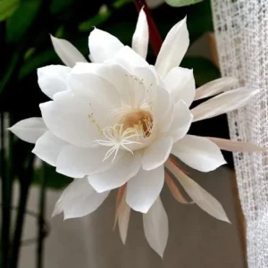Night Blooming Cereus Live Plant, Queen of the Night Cactus, 4 Inch Pot, Indoor/Outdoor - Image 2