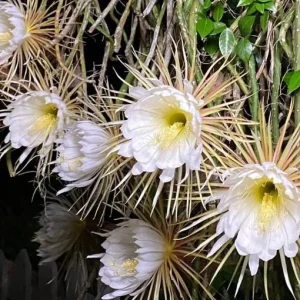 Night Blooming Cereus Live Plant, Queen of the Night Cactus, 4 Inch Pot, Indoor/Outdoor - Image 3