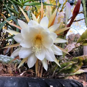 Night Blooming Cereus Live Plant, Queen of the Night Cactus, 4 Inch Pot, Indoor/Outdoor - Image 5