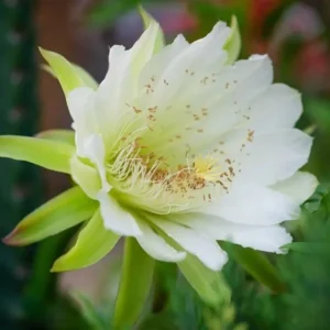 Night Blooming Cereus Live Plant, Queen of the Night Cactus, 4 Inch Pot, Indoor/Outdoor - Image 1