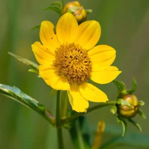 Nodding Bur Marigold Seeds - 50 Bidens cernua Wildflower Seeds for Pollinators - Image 2