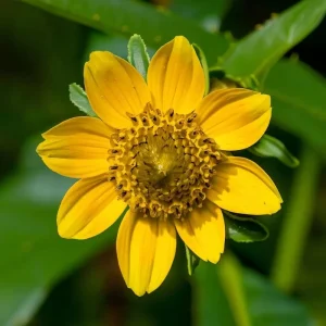 Nodding Bur Marigold Seeds - 50 Bidens cernua Wildflower Seeds for Pollinators - Image 3