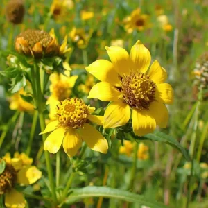Nodding Bur Marigold Seeds - 50 Bidens cernua Wildflower Seeds for Pollinators - Image 4