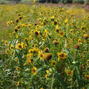 Nodding Bur Marigold Seeds - 50 Bidens cernua Wildflower Seeds for Pollinators - Image 5