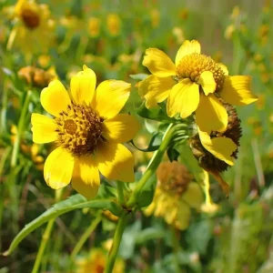 Nodding Bur Marigold Seeds - 50 Bidens cernua Wildflower Seeds for Pollinators - Image 6