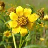 Nodding Bur Marigold Seeds - 50 Bidens cernua Wildflower Seeds for Pollinators - Image 1