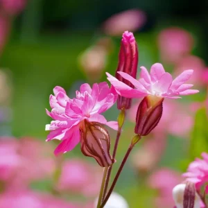 Nodding Catchfly Pink Flower Seeds - 300 Heirloom Silene Pendula Seeds for Gardens - Image 2