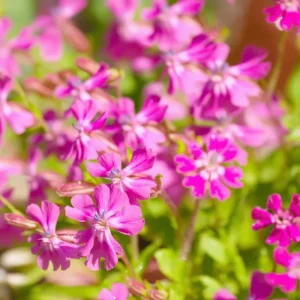 Nodding Catchfly Pink Flower Seeds - 300 Heirloom Silene Pendula Seeds for Gardens - Image 3