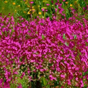 Nodding Catchfly Pink Flower Seeds - 300 Heirloom Silene Pendula Seeds for Gardens - Image 4