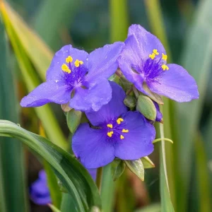 Ohio Spiderwort Seeds – Tradescantia ohiensis – 100 Seeds – Native Wildflower – Pollinator-Friendly Perennial - Image 1