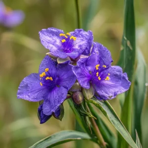Ohio Spiderwort Seeds – Tradescantia ohiensis – 100 Seeds – Native Wildflower – Pollinator-Friendly Perennial - Image 4