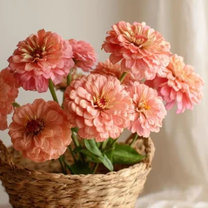 Oklahoma Salmon Zinnia Seeds - 50 Seeds for Vibrant Cut Flowers - Image 2