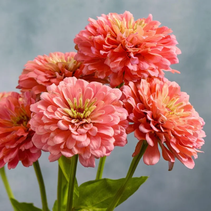 Oklahoma Salmon Zinnia Seeds - 50 Seeds for Vibrant Cut Flowers - Image 3
