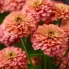 Oklahoma Salmon Zinnia Seeds - 50 Seeds for Vibrant Cut Flowers - Image 1