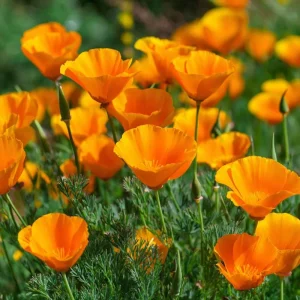 Orange California Poppy Seeds - Wildflower, Easy-to-Grow (500 Seeds) - Outdoor - Image 2