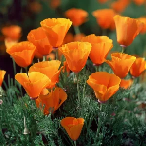 Orange California Poppy Seeds - Wildflower, Easy-to-Grow (500 Seeds) - Outdoor - Image 3