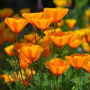 Orange California Poppy Seeds - Wildflower, Easy-to-Grow (500 Seeds) - Outdoor - Image 4