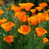 Orange California Poppy Seeds - Wildflower, Easy-to-Grow (500 Seeds) - Outdoor - Image 1