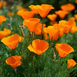 Orange California Poppy Seeds - Wildflower, Easy-to-Grow (500 Seeds) - Outdoor - Image 1