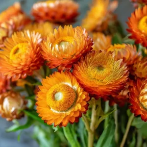 Orange Strawflower Seeds - 50 Count - Everlasting Bright Orange Cut Flowers - Image 3