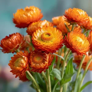 Orange Strawflower Seeds - 50 Count - Everlasting Bright Orange Cut Flowers - Image 4