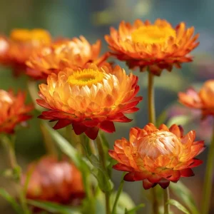 Orange Strawflower Seeds - 50 Count - Everlasting Bright Orange Cut Flowers - Image 5