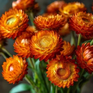 Orange Strawflower Seeds - 50 Count - Everlasting Bright Orange Cut Flowers - Image 1