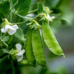 Oregon Sugar Pod Snow Pea Seeds - 30 Seeds, Sweet & Crisp, Heirloom Variety - Image 4