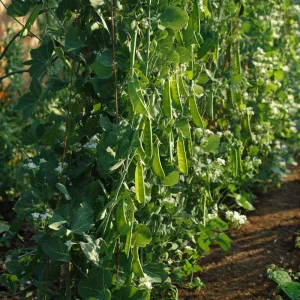 Oregon Sugar Pod Snow Pea Seeds - 30 Seeds, Sweet & Crisp, Heirloom Variety - Image 5