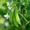 Oregon Sugar Pod Snow Pea Seeds - 30 Seeds, Sweet & Crisp, Heirloom Variety - Image 1