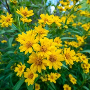 Oregon Sunshine Seeds - Bright Yellow Perennial Wildflower Seeds - 100 Seeds, Pollinator Friendly - Image 1