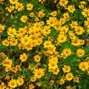 Oregon Sunshine Seeds - Bright Yellow Perennial Wildflower Seeds - 100 Seeds, Pollinator Friendly - Image 4
