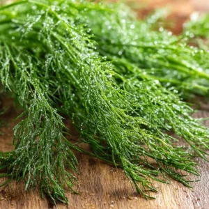 Organic Bouquet Dill Seeds – Anethum graveolens – 100 Seeds – Aromatic Culinary Herb - Image 2