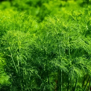 Organic Bouquet Dill Seeds – Anethum graveolens – 100 Seeds – Aromatic Culinary Herb - Image 3