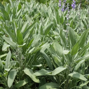 Organic Broadleaf Sage Seeds – Culinary Herb, Hardy Perennial, 50 Seeds - Image 5