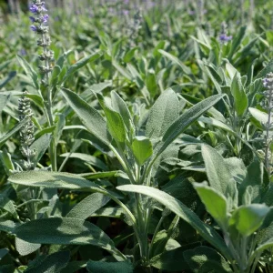 Organic Broadleaf Sage Seeds – Culinary Herb, Hardy Perennial, 50 Seeds - Image 6