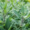 Organic Broadleaf Sage Seeds – Culinary Herb, Hardy Perennial, 50 Seeds - Image 1