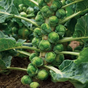 Organic Brussels Sprouts Seeds - Heirloom Mini Cabbage (50 Seeds) - Easy to Grow for Gardens & Containers - Image 3