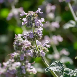 Organic Catnip Seeds - Nepeta cataria - 300 Seeds - Herb & Pollinator Friendly - Image 2